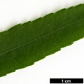 SpeciesSub: var. quinquecornutus